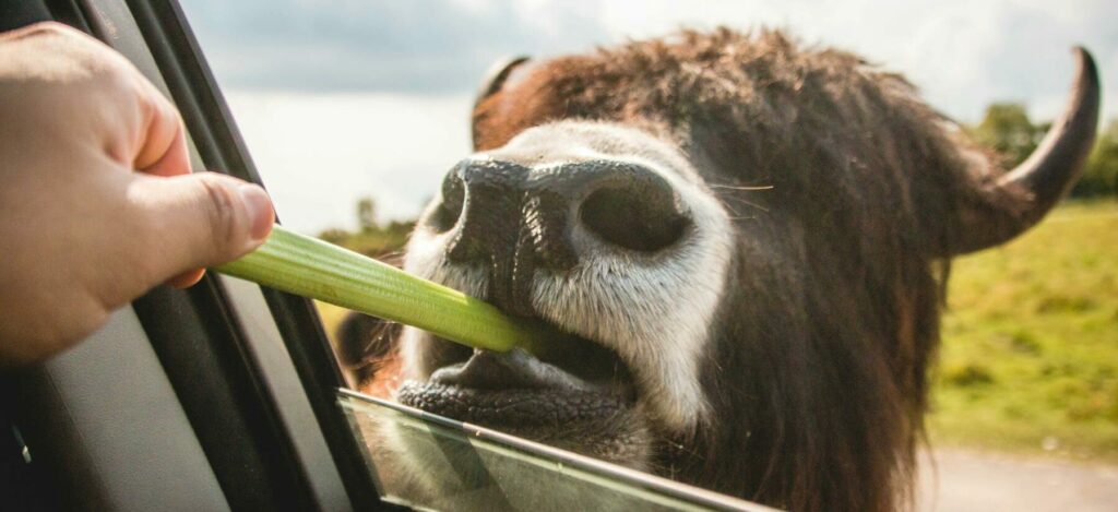 person feeding vegetable on brown animal